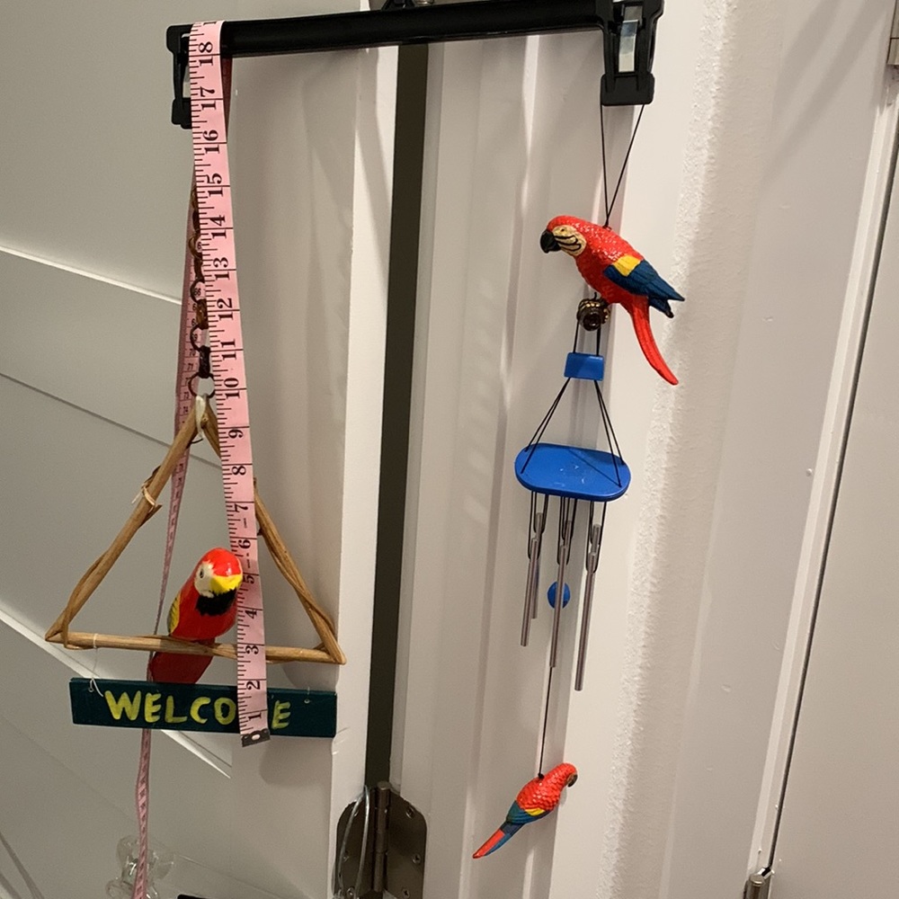 Parrots 🦜 - Picture 11 of 11